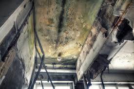 Best Attic Mold Removal in Crest, CA